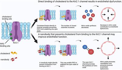 Targeting Lipid—Ion Channel Interactions in Cardiovascular Disease
